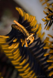 Over the top!  Crinoid Shrimp.  Wakatobi, SE Sulawesi.  C... by Ross Gudgeon 